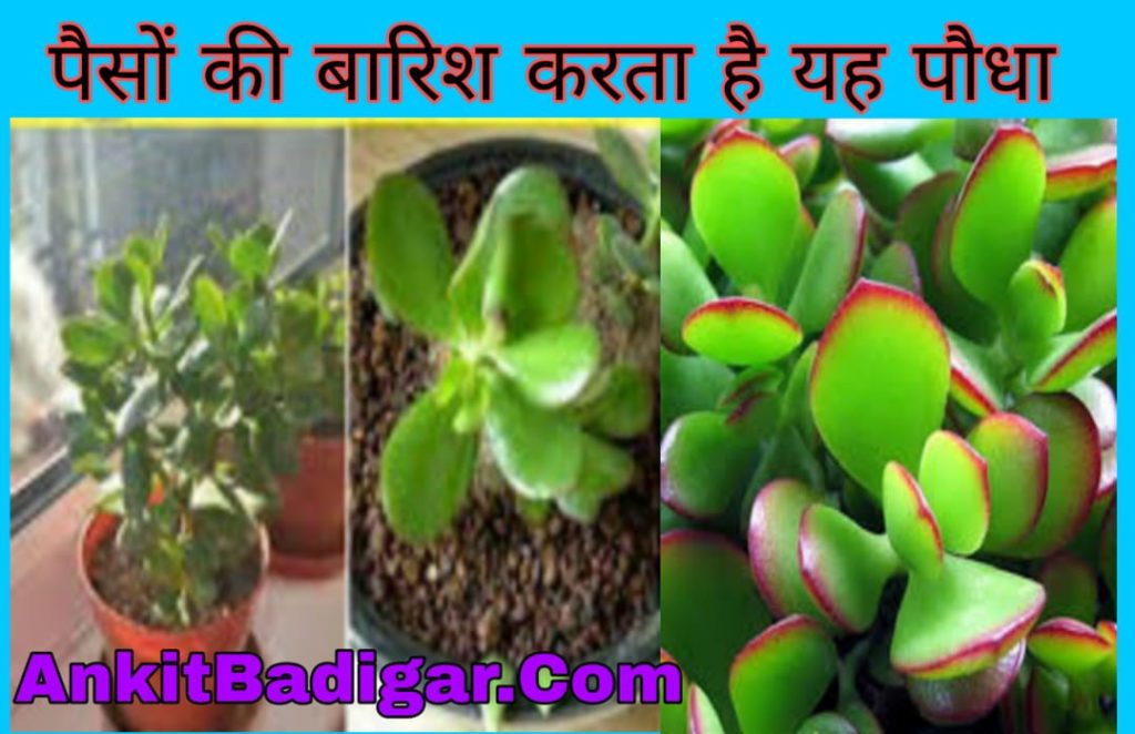 Crassula Plant in Hindi